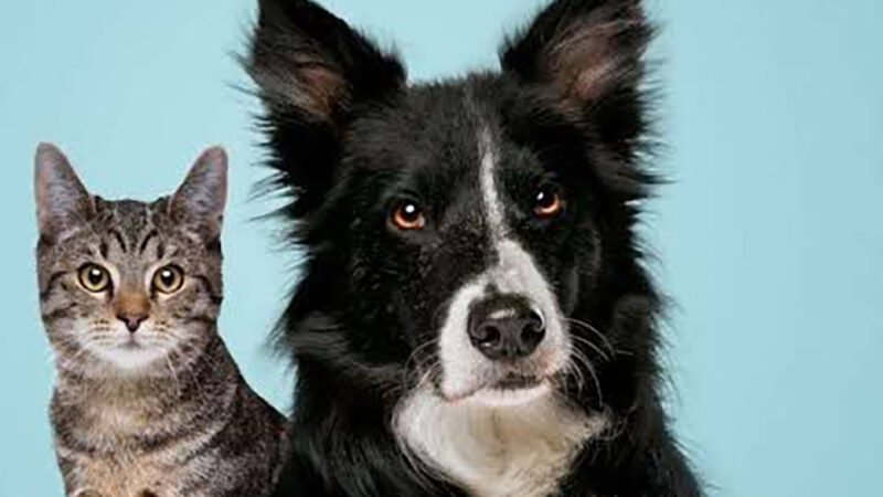 Canil de Cabo Frio oferece pioneiro serviço de ortopedia para animais em situação de risco
