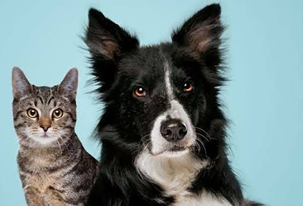 Canil de Cabo Frio oferece pioneiro serviço de ortopedia para animais em situação de risco