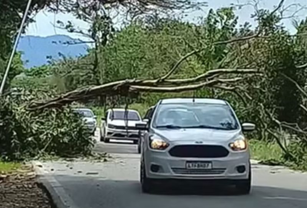 Queda de árvore deixa trecho da RJ-106 interditado em Saquarema