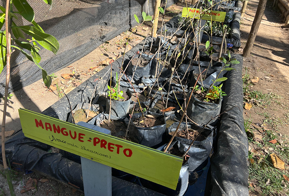 Cabo Frio amplia ações ambientais com novo viveiro de manguezal