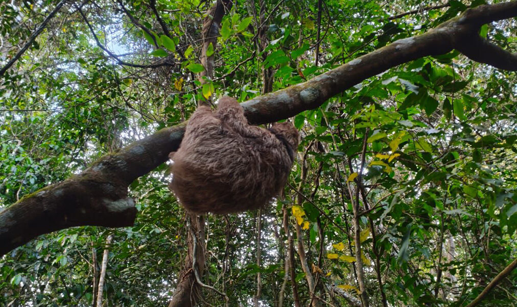 Cabo Frio mobiliza equipes para resgate de espécies ameaçadas em zona urbana