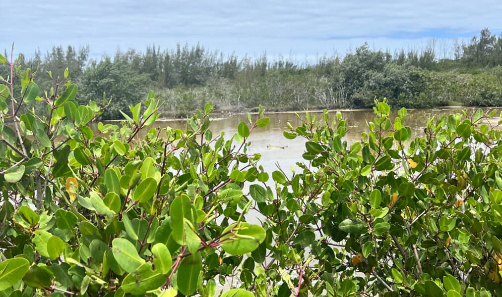 Estudantes da UERJ iniciam atividades técnicas no manguezal de Monte Alto em Arraial do Cabo