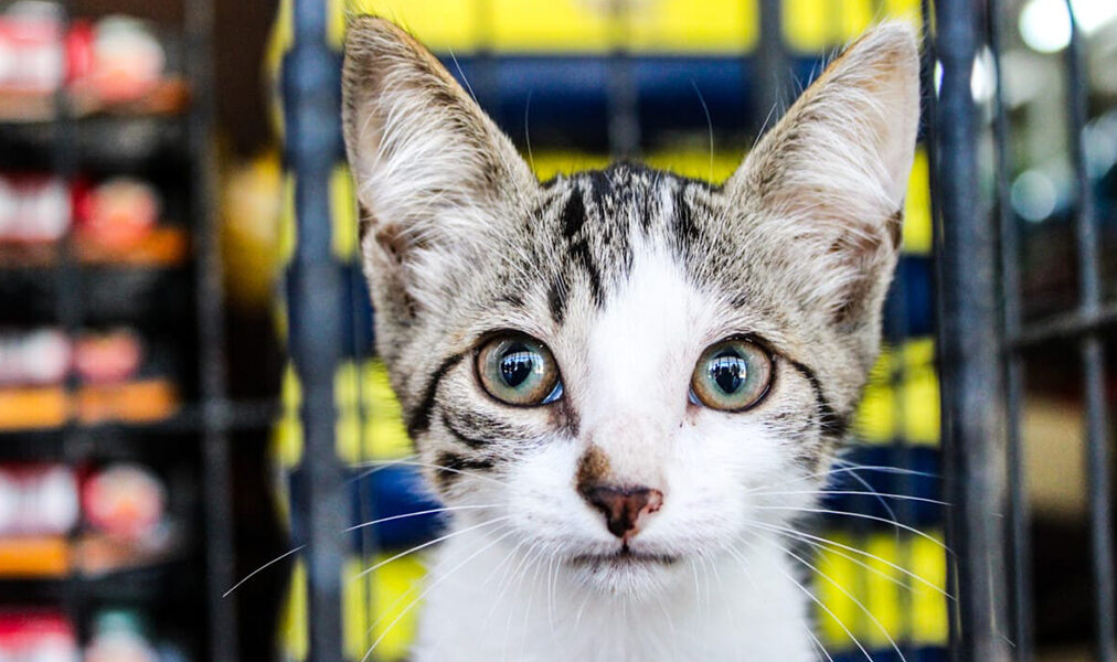 Cabo Frio realiza edição especial da feira de adoção de animais