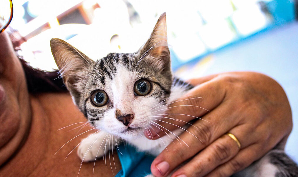 Cabo Frio organiza última oportunidade do ano para adoção de pets