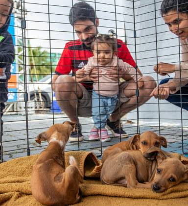 Feira de Adoção Animal disponibiliza cerca de 30 cães e gatos neste sábado em Rio das Ostras