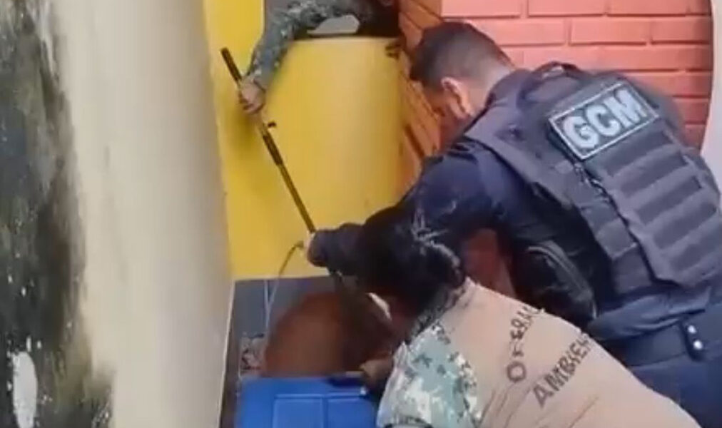 Resgate ambiental devolve capivara ao Rio São João em Cabo Frio