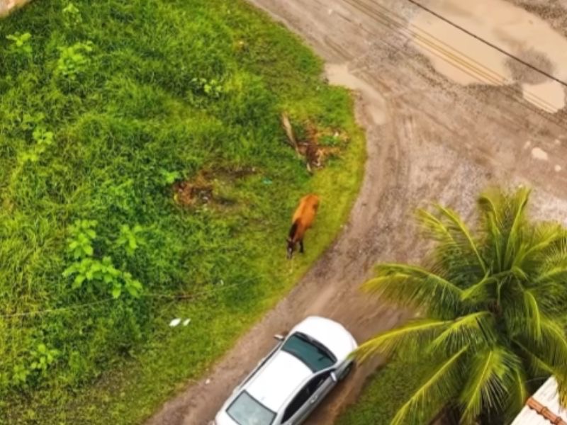 Silva Jardim: animais soltos em vias públicas serão apreendidos a partir dessa quarta (7)