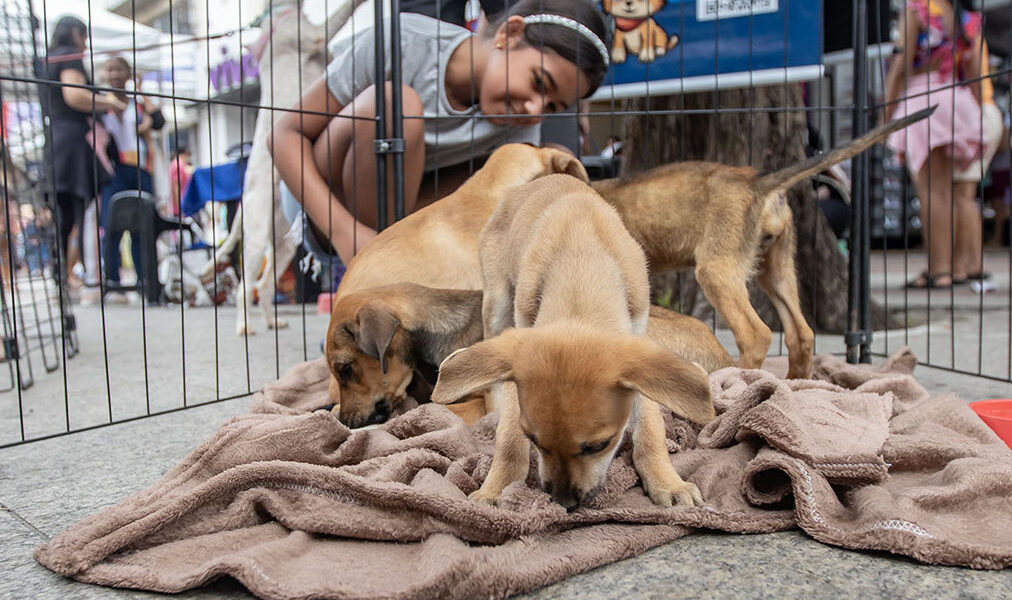 Feira de Adoção acontece das 10h às 13h no Shopping Plaza Macaé