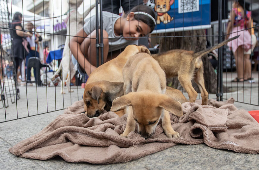 Feira de Adoção acontece das 10h às 13h no Shopping Plaza Macaé