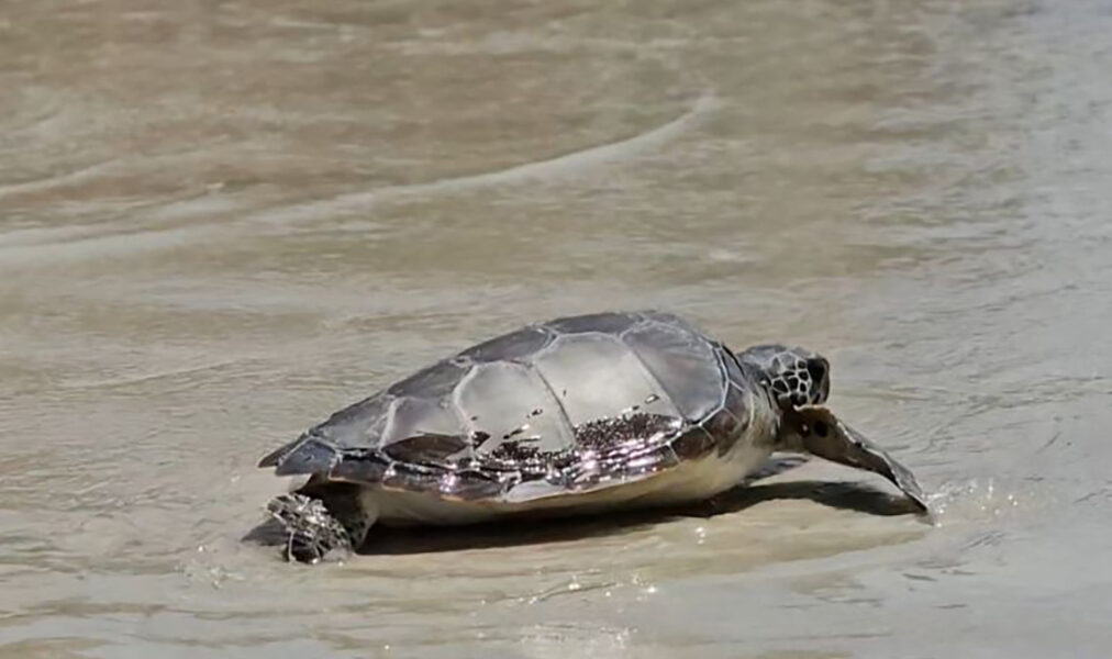 Tartaruga é encaminhada para reabilitação após resgate na Prainha