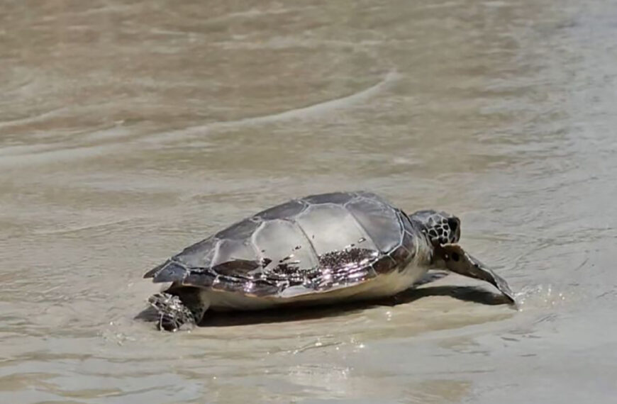 Tartaruga é encaminhada para reabilitação após resgate na Prainha