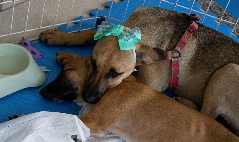 Cabo Frio reforça compromisso com proteção e bem-estar animal