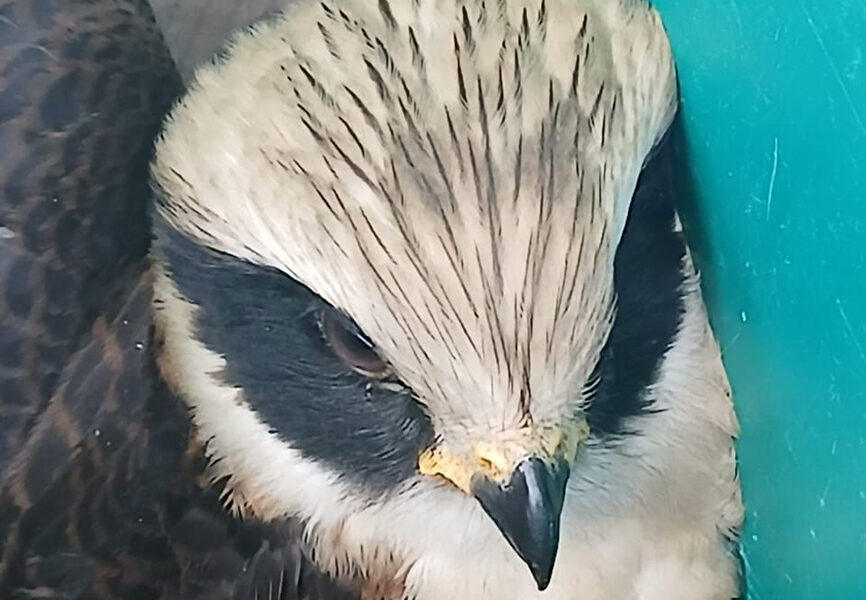 Ação conjunta garante socorro a animal silvestre em Cabo Frio