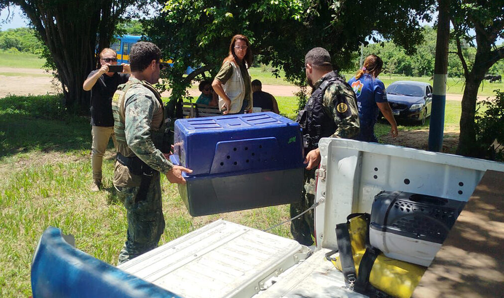 Forças municipais atuam de forma integrada em ocorrências com animais feridos em Cabo Frio