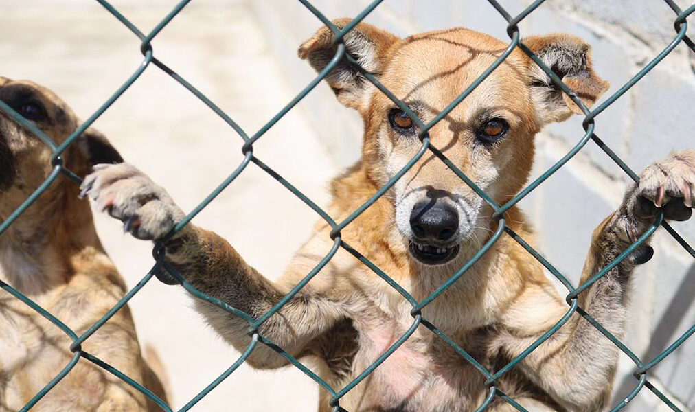 Ação de proteção animal oferece oportunidade de adoção neste sábado em Cabo Frio