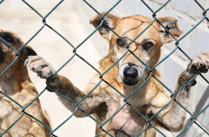 Ação de proteção animal oferece oportunidade de adoção neste sábado em Cabo Frio