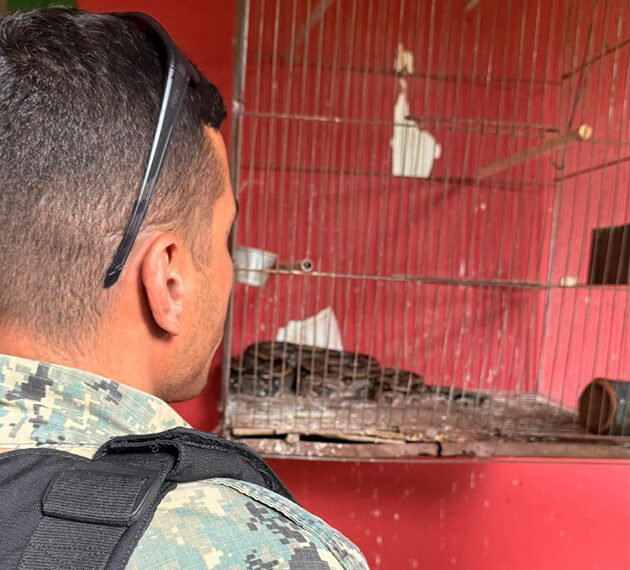 Resgates de jiboias em Cabo Frio reforçam alerta sobre presença de fauna silvestre em áreas urbanas