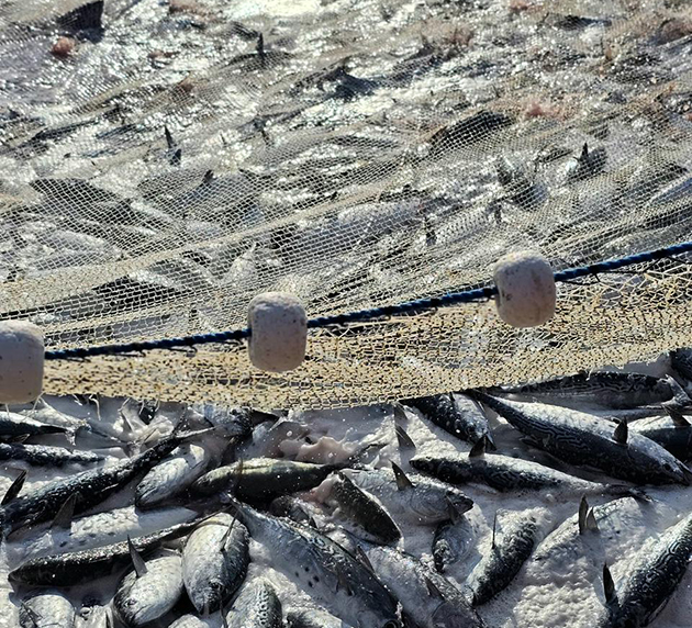 Levantamento aponta avanço na pesca artesanal e diversidade de espécies em Arraial do Cabo