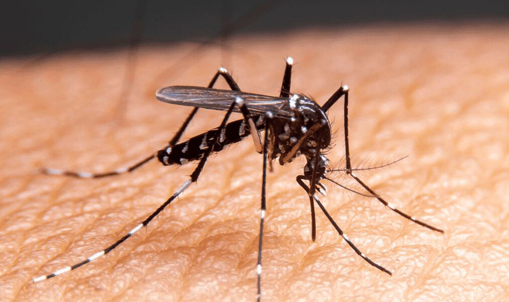 Combate ao Aedes aegypti ganha reforço com equipes e denúncias em Cabo Frio