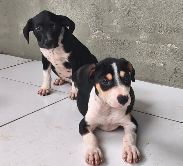 Ação em Cabo Frio busca garantir novos lares para cães e gatos acolhidos