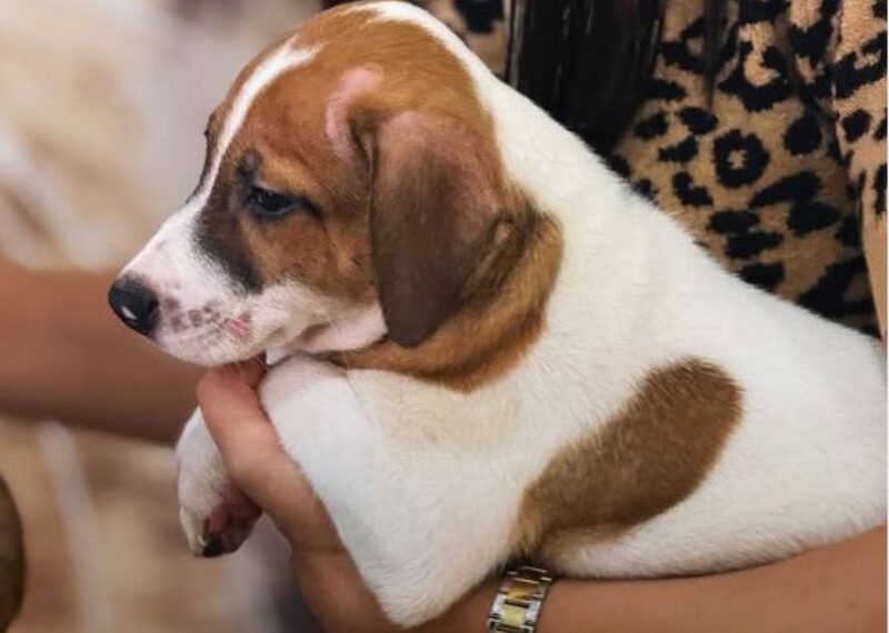 Plaza Rio das Ostras promove nova edição de feira de adoção animal nesse domingo, 15