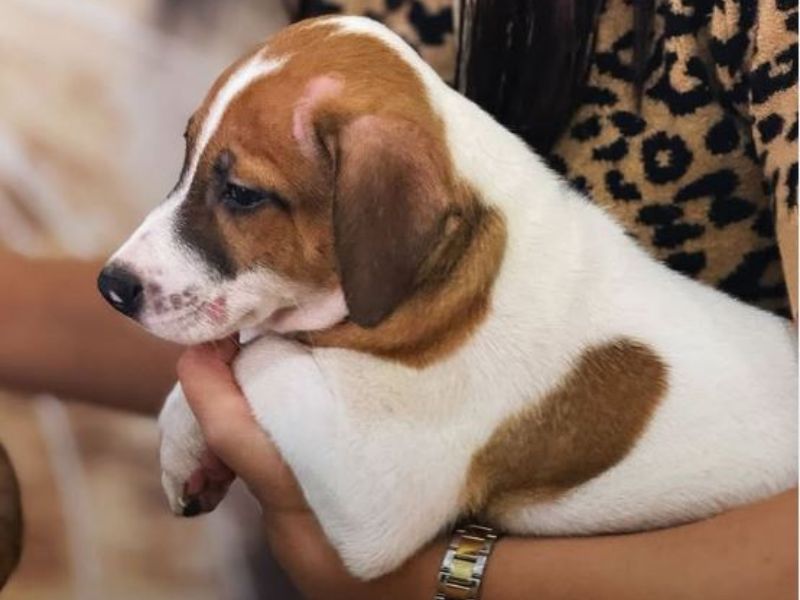 Plaza Rio das Ostras promove nova edição de feira de adoção animal nesse domingo, 15