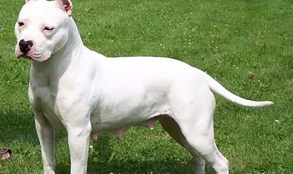 Autoridades buscam tutor de pitbull após episódios de ataques em Cabo Frio