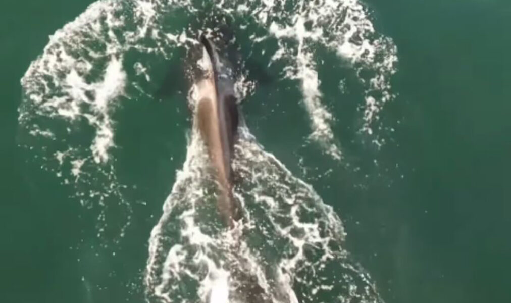 Cinegrafista de Saquarema flagra orca caçando arraias-manteigas em Itaúna