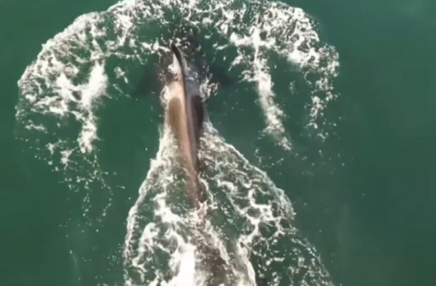 Cinegrafista de Saquarema flagra orca caçando arraias-manteigas em Itaúna