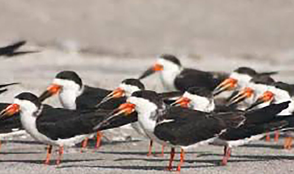 Concurso de fotografia em Cabo Frio une tecnologia, natureza e aprendizado em ambiente ecológico
