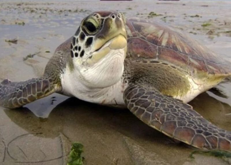 Ação em parceria com o Instituto BW promove soltura de tartaruga em praia de Saquarema