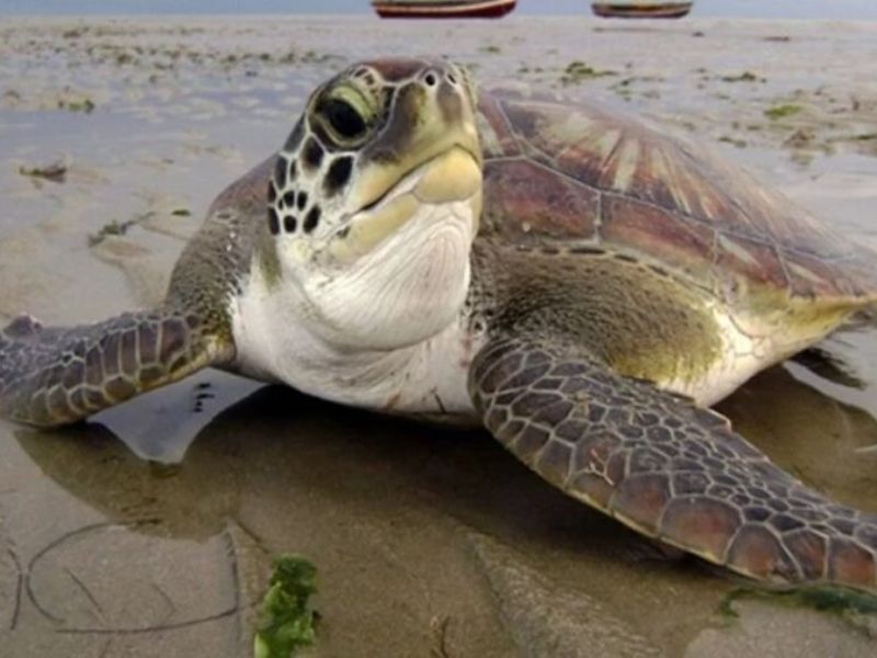 Ação em parceria com o Instituto BW promove soltura de tartaruga em praia de Saquarema