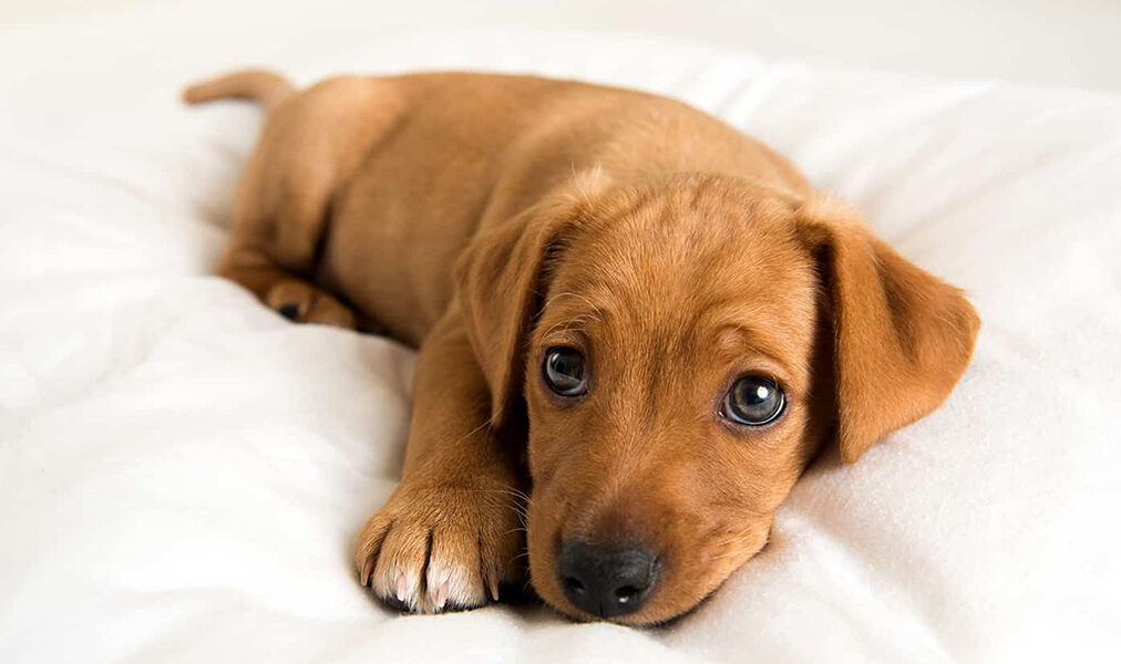 Feira em Cabo Frio oferece oportunidade de adoção consciente de animais