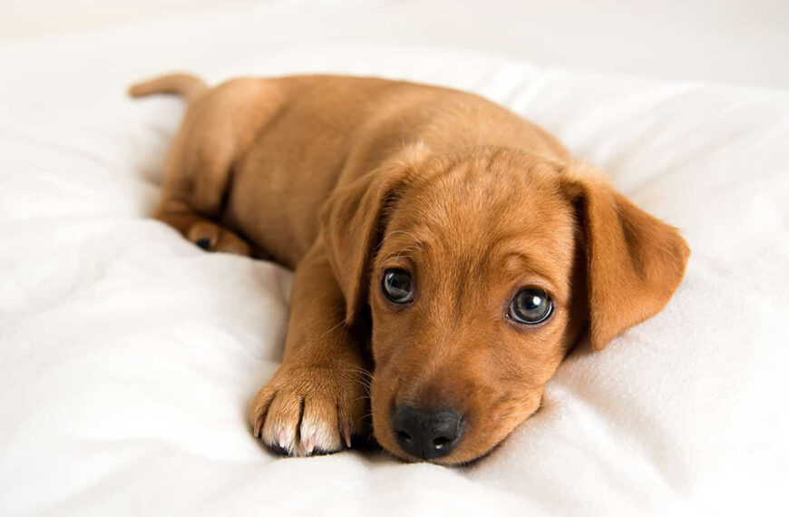 Feira em Cabo Frio oferece oportunidade de adoção consciente de animais