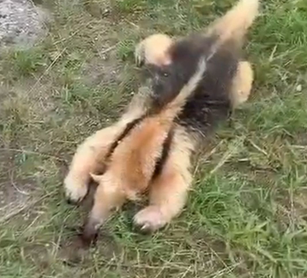 Caso em Arraial do Cabo reforça risco para fauna em rodovias da região