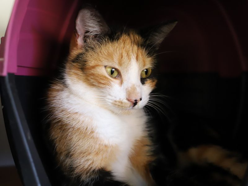 Novo serviço de saúde animal amplia digitalização da gestão em Rio das Ostras