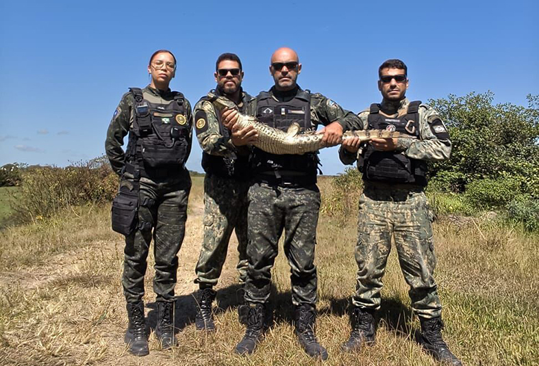 Aparição de jacaré em região urbana mobiliza equipe ambiental em Cabo Frio