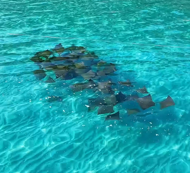Cena rara com arraias surpreende turistas e reforça beleza de Arraial do Cabo
