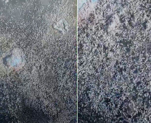 Órgãos investigam presença de larvas na Lagoa de Araruama em São Pedro da Aldeia