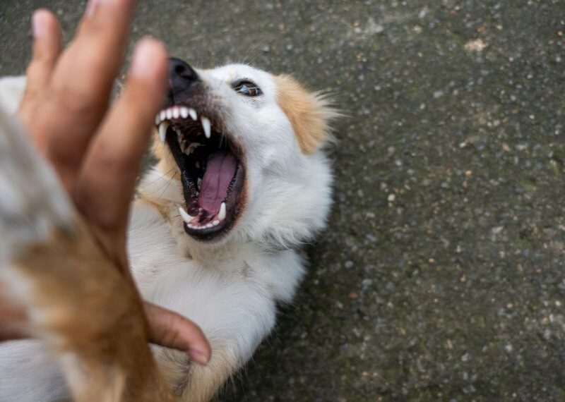 Ataques de animais reacendem alerta para prevenção da raiva em Rio das Ostras