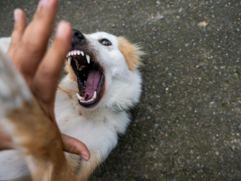 Ataques de animais reacendem alerta para prevenção da raiva em Rio das Ostras