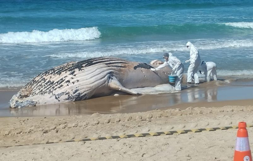 Baleia-jubarte é encontrada morta próximo à Praia Grande em Arraial do Cabo