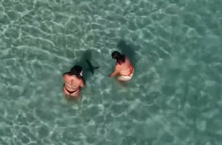 Pinguim é visto nadando em Arraial do Cabo e cria alerta sobre tirar foto segurando o animal