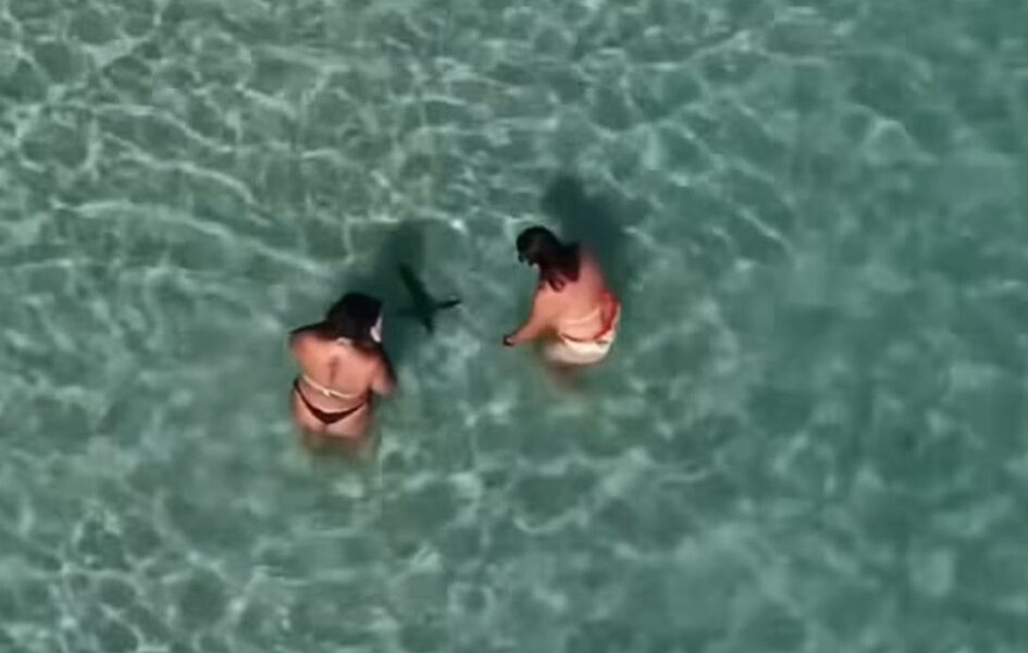 Pinguim é visto nadando em Arraial do Cabo e cria alerta sobre tirar foto segurando o animal