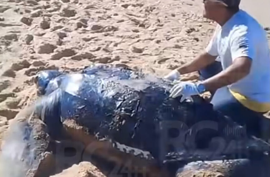 Tartaruga marinha é encontrada morta no litoral de Cabo Frio; causas serão investigadas