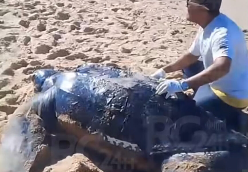 Tartaruga marinha é encontrada morta no litoral de Cabo Frio; causas serão investigadas