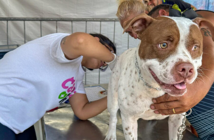 Castra Mais RJ oferece castração gratuita de cães e gatos na divisa entre Cabo Frio e Búzios