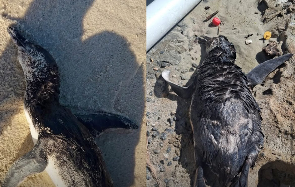 Dois pinguins mortos em dois dias preocupam moradores