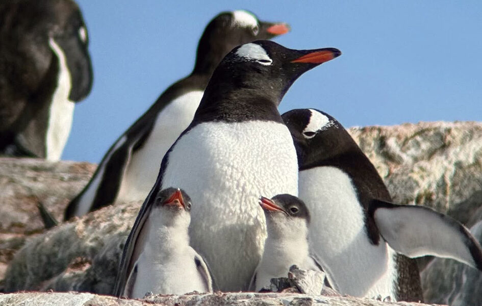 Encontrou um pinguim na praia? Saiba o que fazer na Região dos Lagos