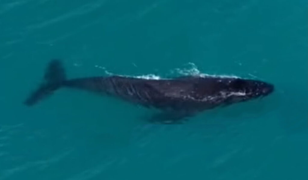 Temporada de baleias começa com show no mar de Arraial do Cabo